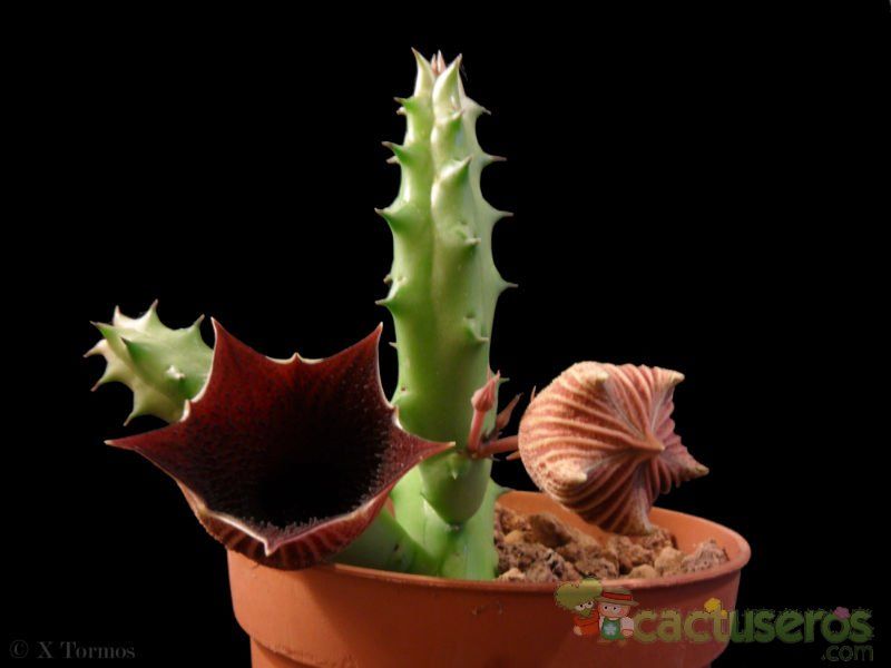 Una foto de Huernia keniensis