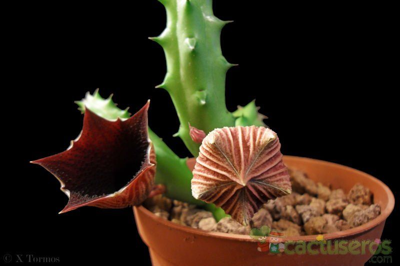Una foto de Huernia keniensis
