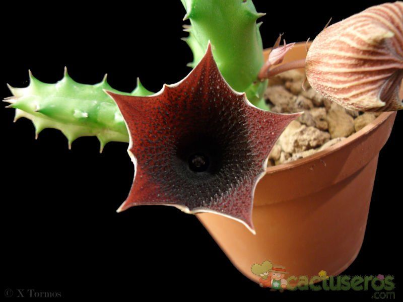 Una foto de Huernia keniensis