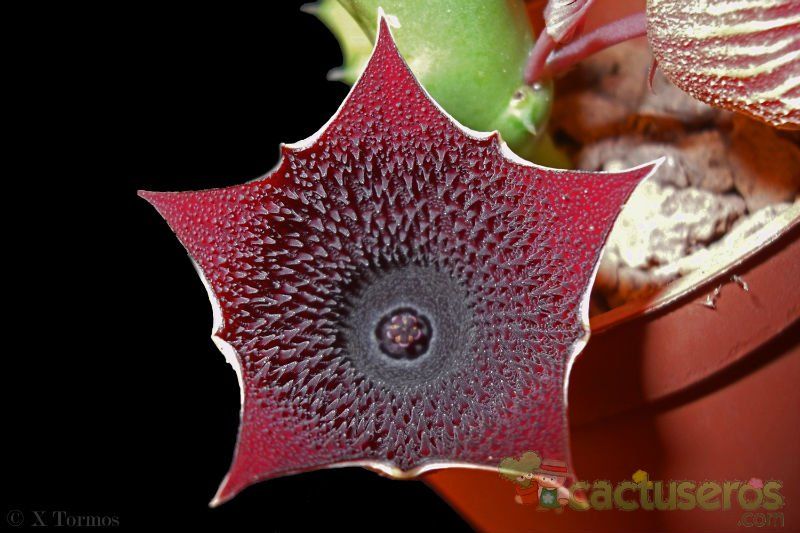 Una foto de Huernia keniensis