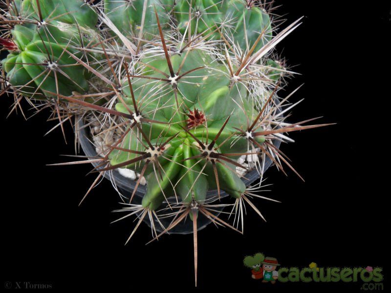 A photo of Ferocactus robustus