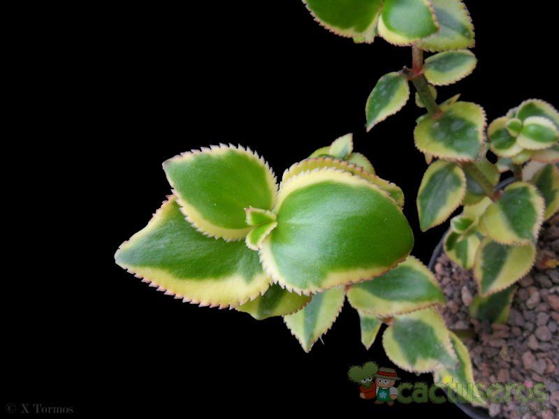 Una foto de Crassula sarmentosa fma. variegada