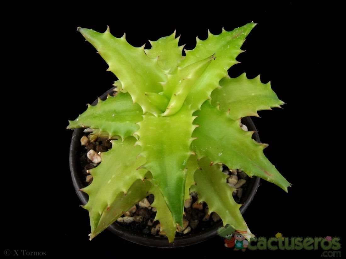 A photo of Aloe buettneri