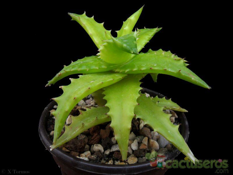 A photo of Aloe buettneri