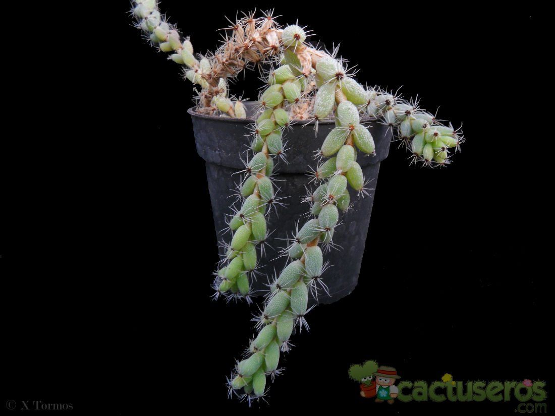 Una foto de Trichodiadema peersii  