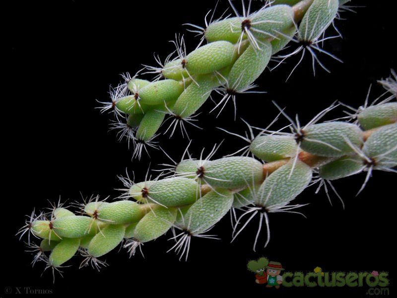 Una foto de Trichodiadema peersii  