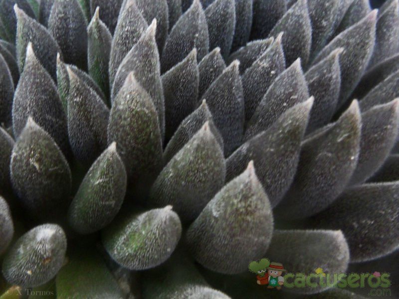 Una foto de Sinocrassula yunnanensis
