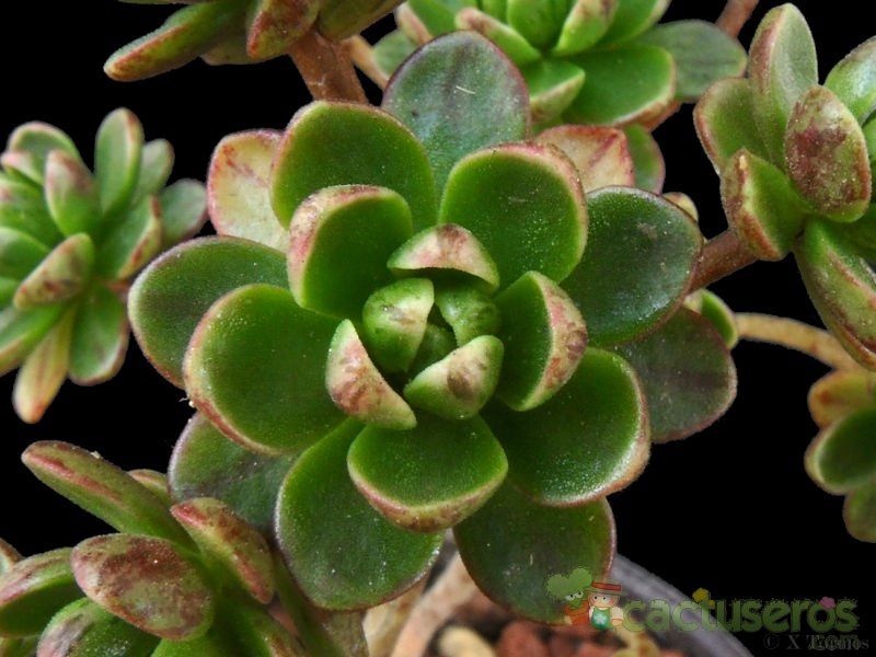 Una foto de Aeonium sedifolium