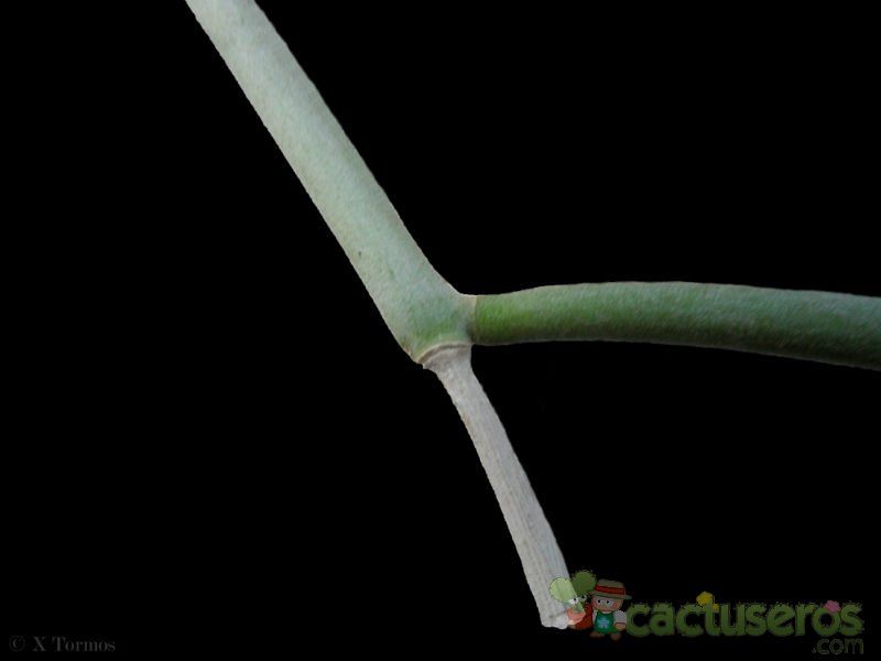 Una foto de Cynanchum vanlessenii