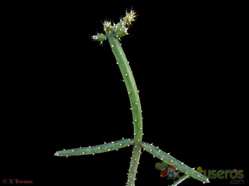 A photo of Opuntia salmiana
