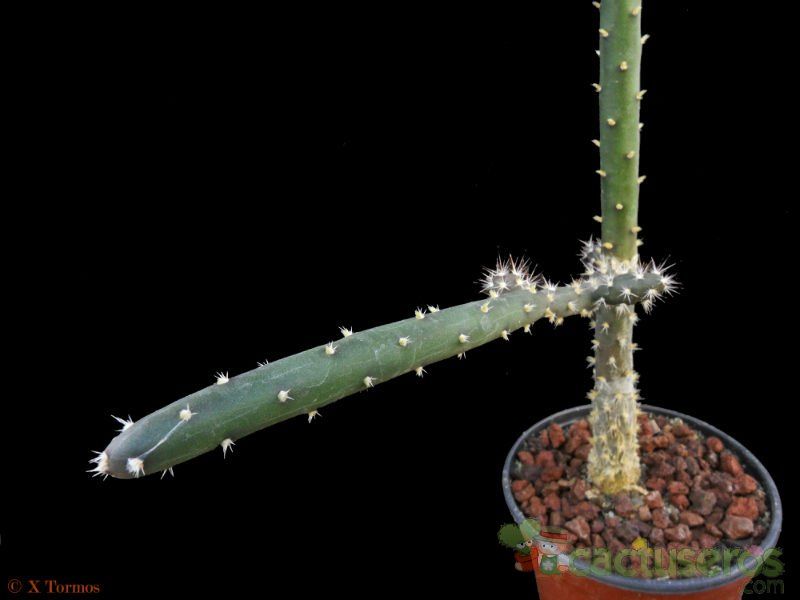 A photo of Opuntia salmiana