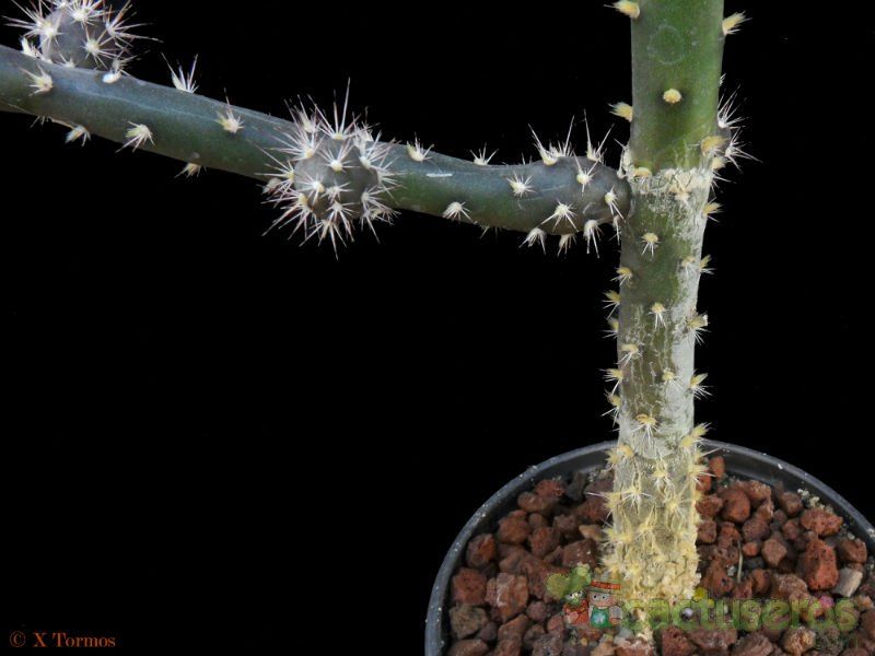 A photo of Opuntia salmiana