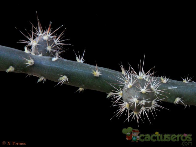 A photo of Opuntia salmiana
