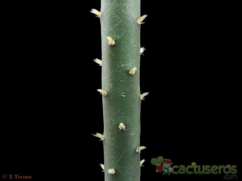 A photo of Opuntia salmiana
