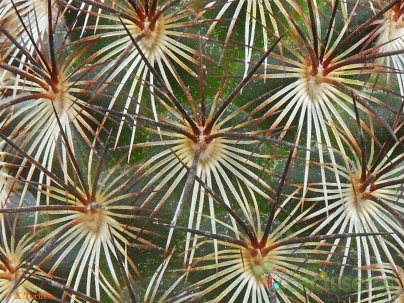 Una foto de Mammillaria microhelia