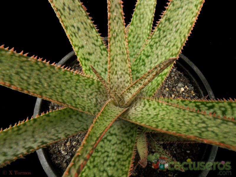 A photo of Aloe albiflora  
