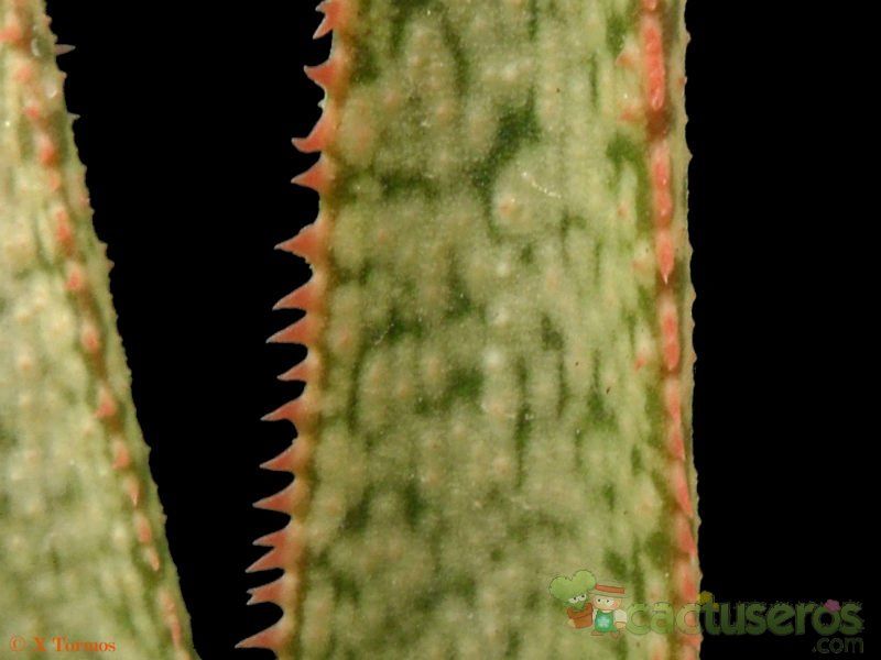 A photo of Aloe albiflora  