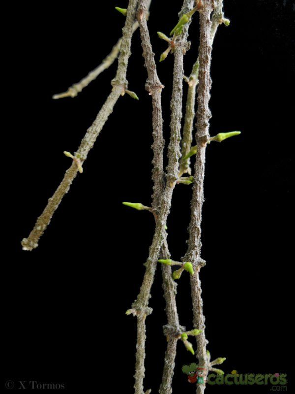 Una foto de Cynanchum marnierianum  
