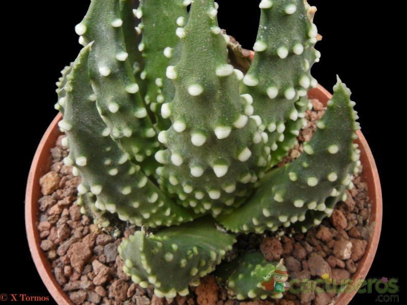 A photo of Haworthia pumila