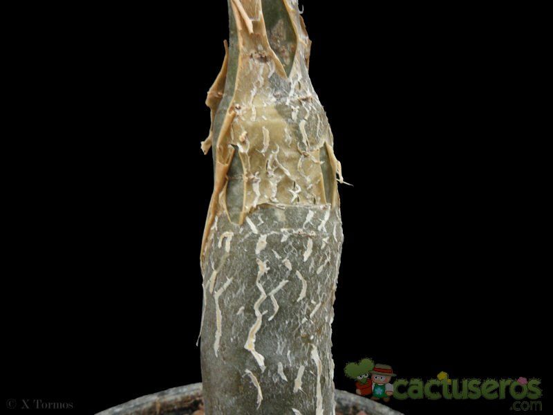 A photo of Pachycormus discolor  
