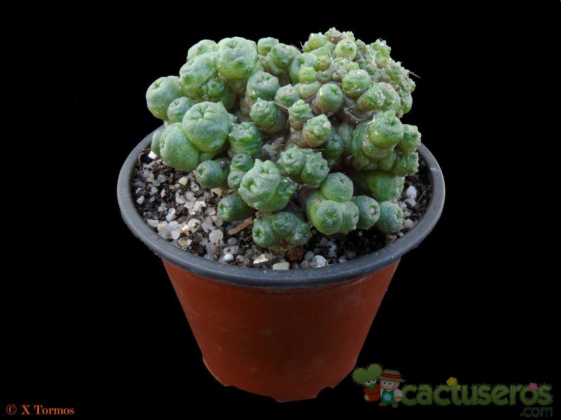 A photo of Mammillaria bocasana cv. FRED