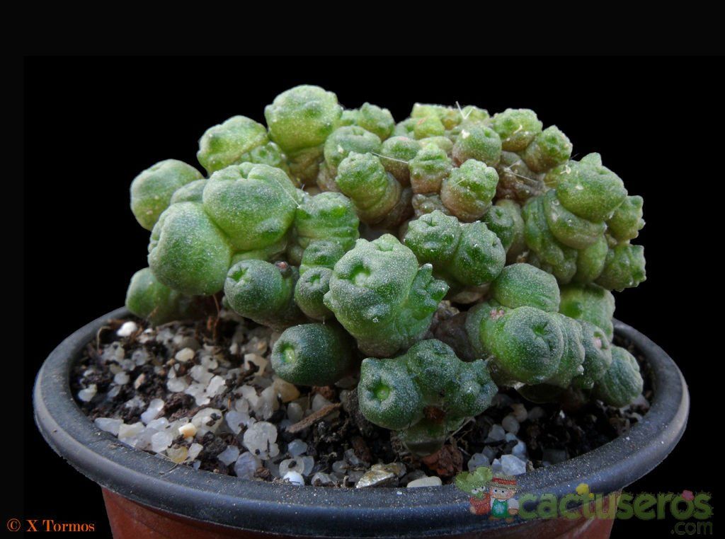 A photo of Mammillaria bocasana cv. FRED