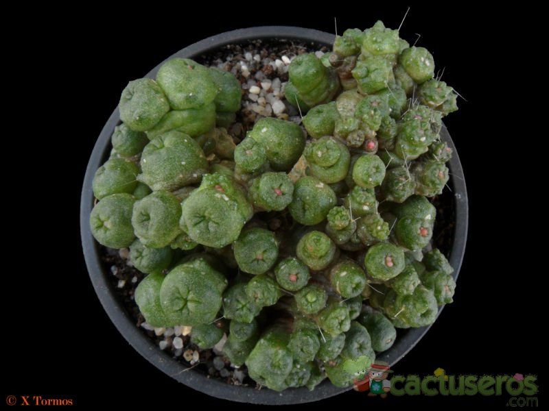 A photo of Mammillaria bocasana cv. FRED