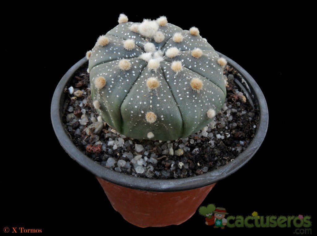 Una foto de Astrophytum asterias