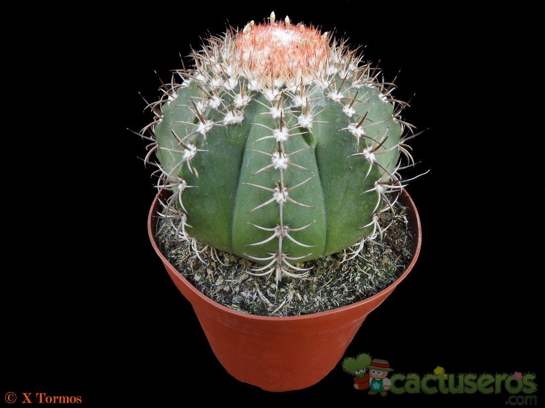 A photo of Melocactus matanzanus