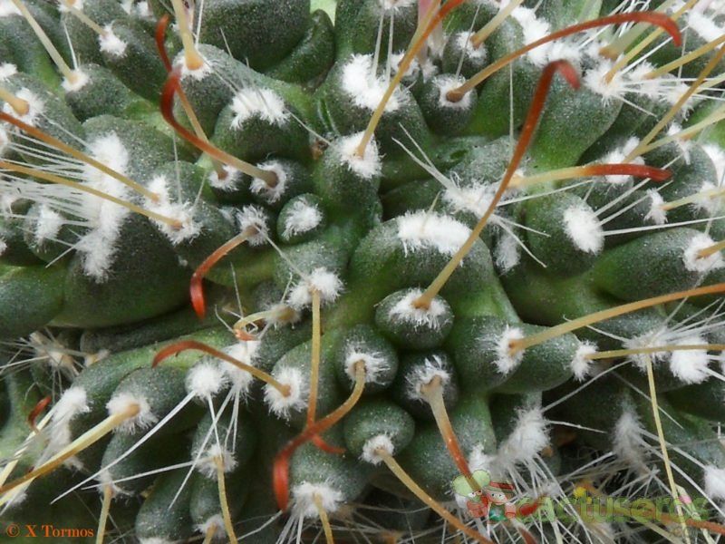 Una foto de Mammillaria crinita subsp. painteri
