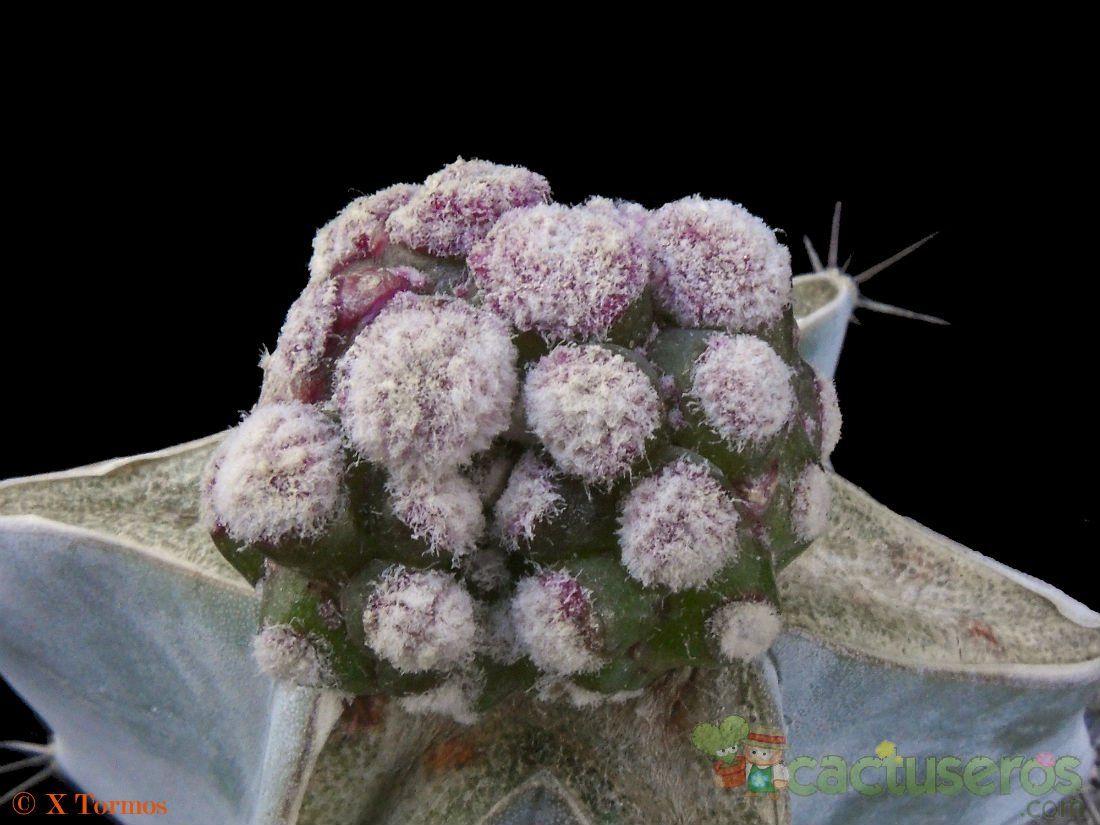 A photo of Mammillaria cv. Strawberry Fields (Miguel Mestre)