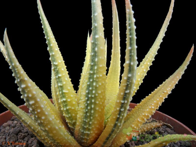 A photo of Haworthia attenuata fma. variegada