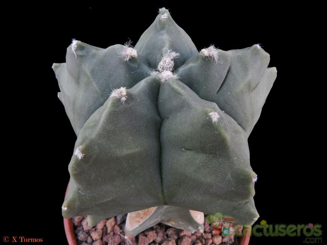 A photo of Astrophytum myriostigma cv. Kikko fma. nudum