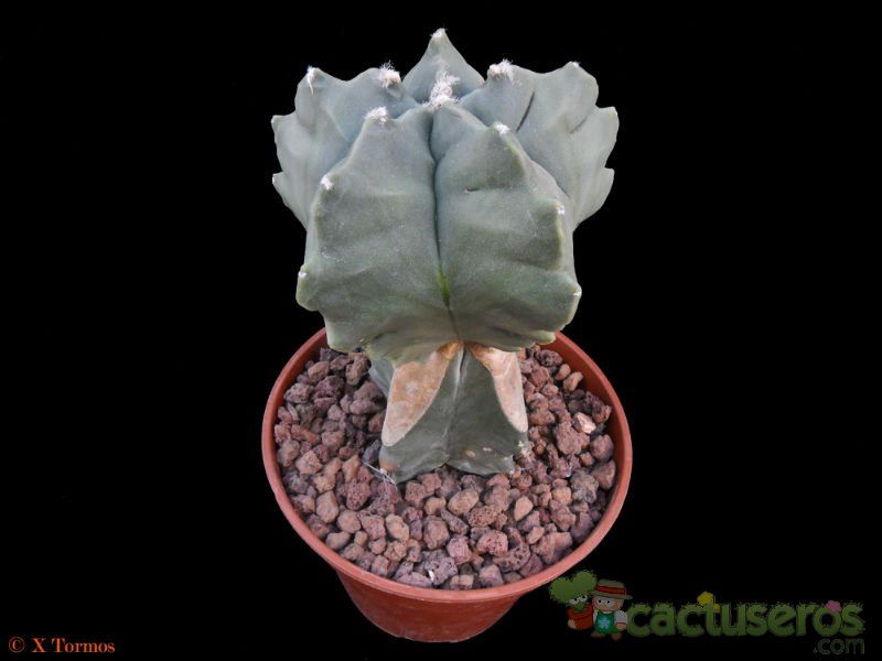 A photo of Astrophytum myriostigma cv. Kikko fma. nudum