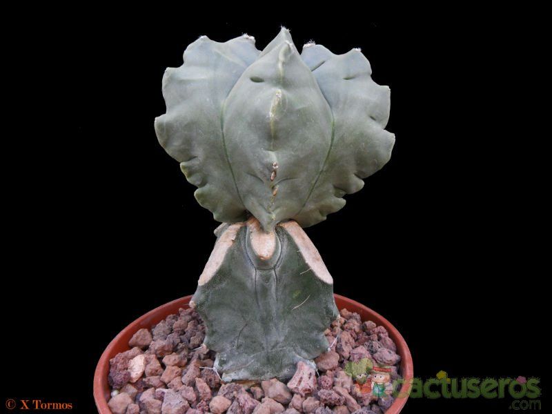 A photo of Astrophytum myriostigma cv. Kikko fma. nudum