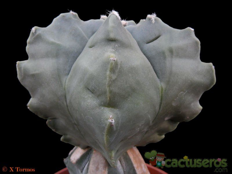A photo of Astrophytum myriostigma cv. Kikko fma. nudum