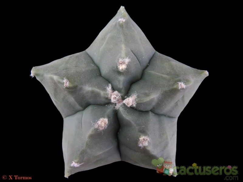 A photo of Astrophytum myriostigma cv. Kikko fma. nudum