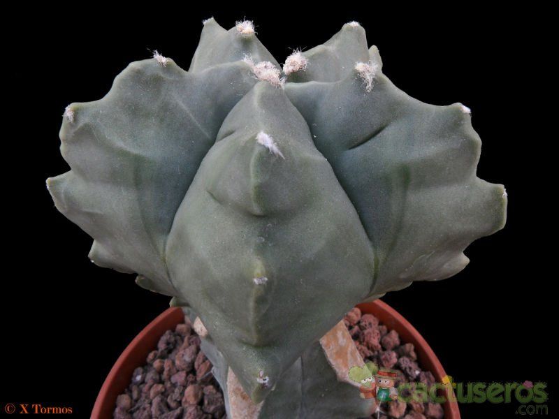 A photo of Astrophytum myriostigma cv. Kikko fma. nudum