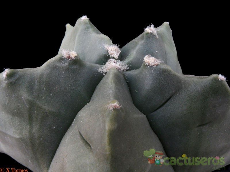 A photo of Astrophytum myriostigma cv. Kikko fma. nudum