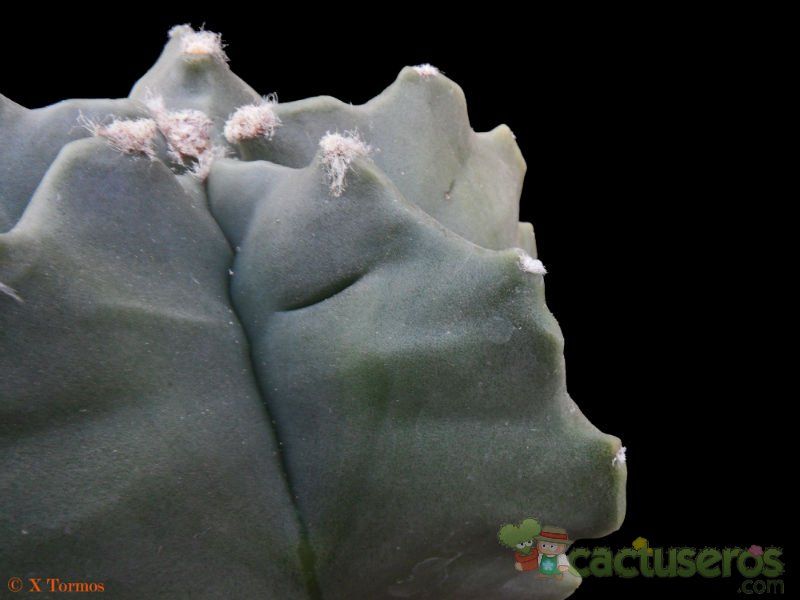 A photo of Astrophytum myriostigma cv. Kikko fma. nudum