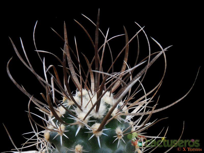 A photo of Sclerocactus papyracanthus