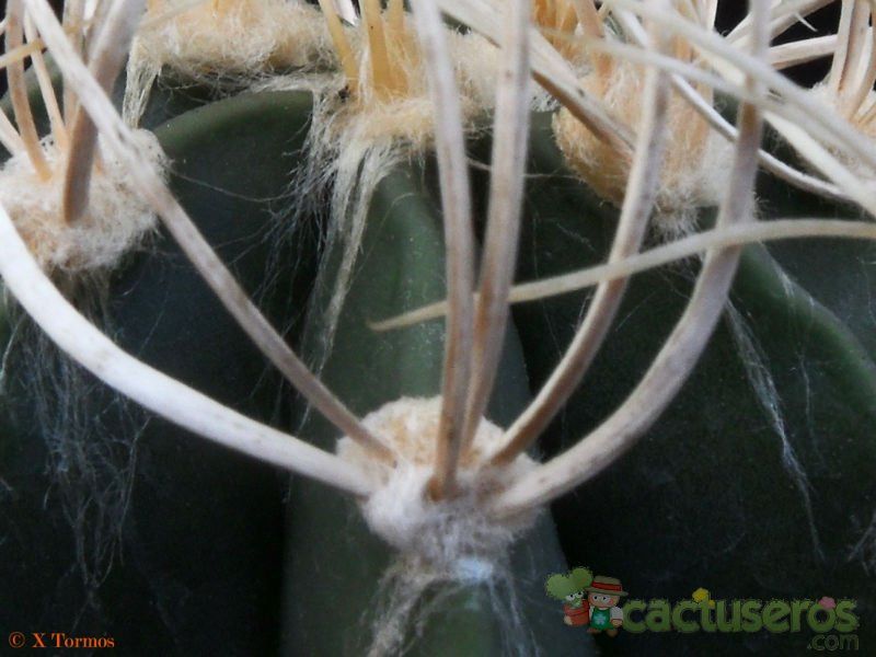 Una foto de Astrophytum capricorne fma. nudum