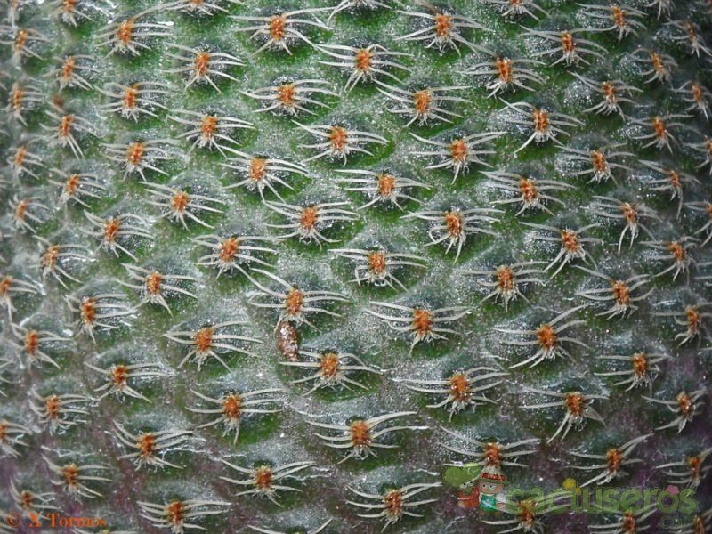 Una foto de Echinopsis famatimensis