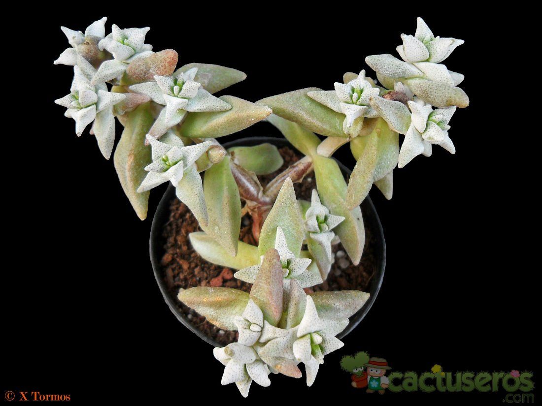 Una foto de Crassula deltoidea  