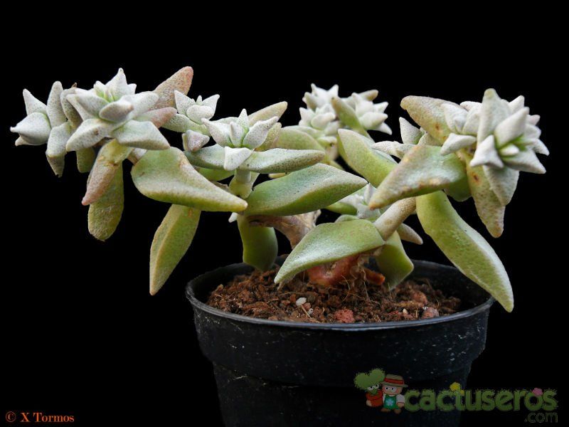 Una foto de Crassula deltoidea  