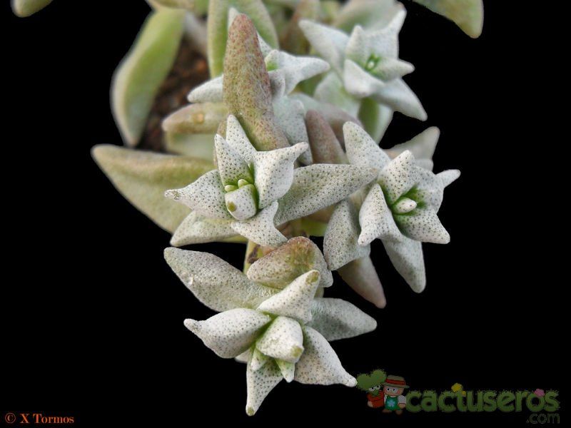 Una foto de Crassula deltoidea  