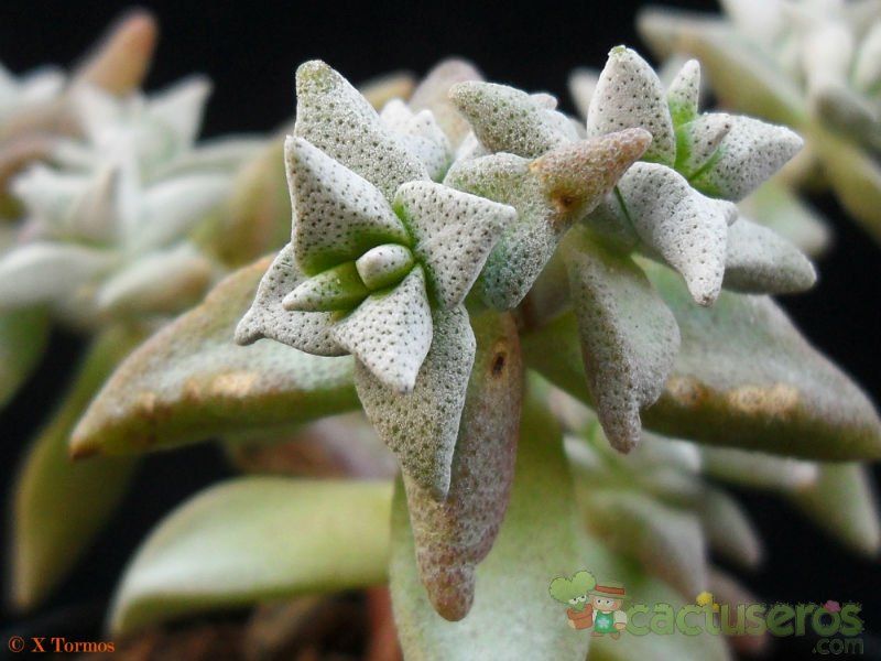 Una foto de Crassula deltoidea  