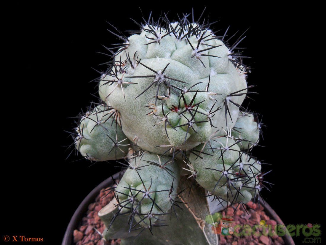 Una foto de Ortegocactus macdougallii