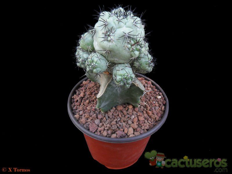 Una foto de Ortegocactus macdougallii