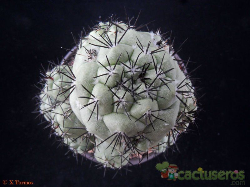Una foto de Ortegocactus macdougallii